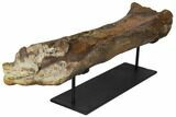 Partial Hadrosaur Femur With Three Teeth Associated - Montana #132897-3